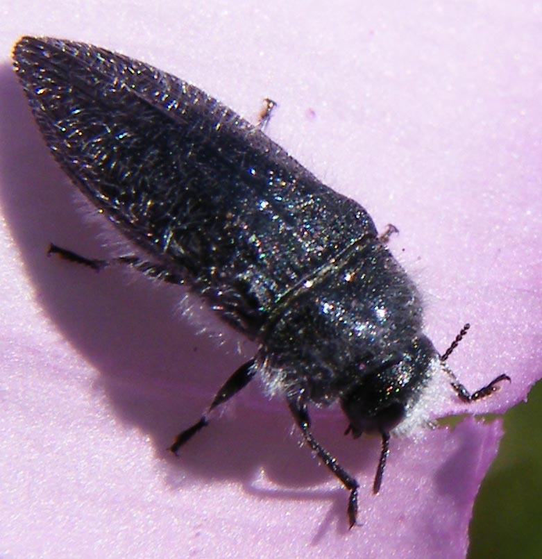 Acmaeodera cylindrica
